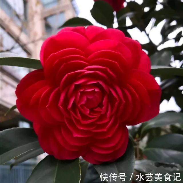 盛宴|家里放这8种花,简直是视觉的盛宴,带给你的感受也是不一般