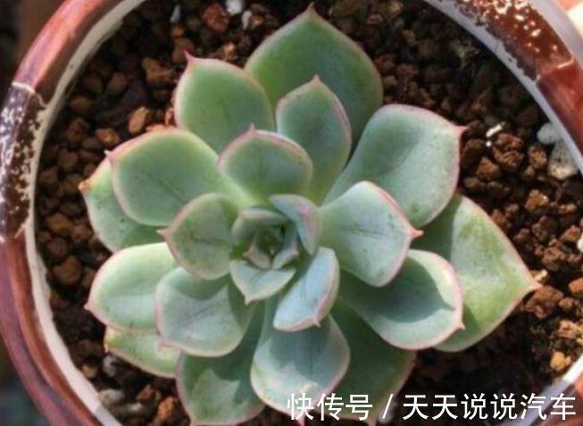 多肉月亮仙子出状态难,掌握3个方法在温差大的环境下,叶色娇美