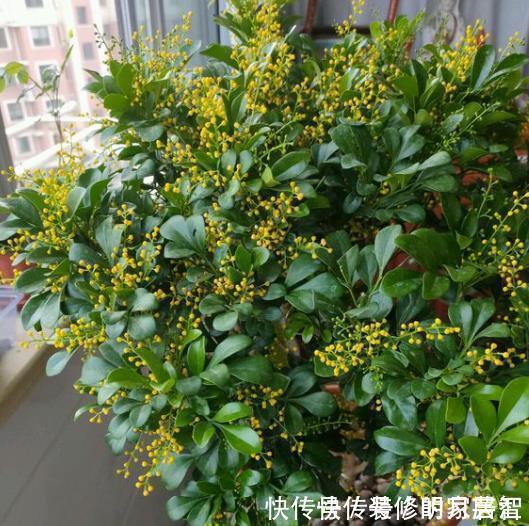 5种晒不死的花,一年四季都开花,不养它们别说你喜欢养花