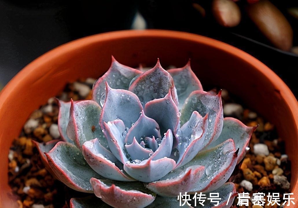 品种|张大哥养肉10多年,总结出4个“耐热品种”,肉迷都喜欢