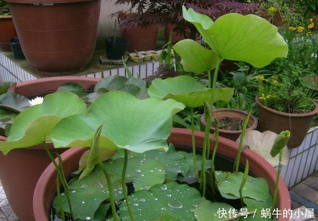 绣球|5种漂亮花,喜欢“穷养”,挤在破盆里,能养30年