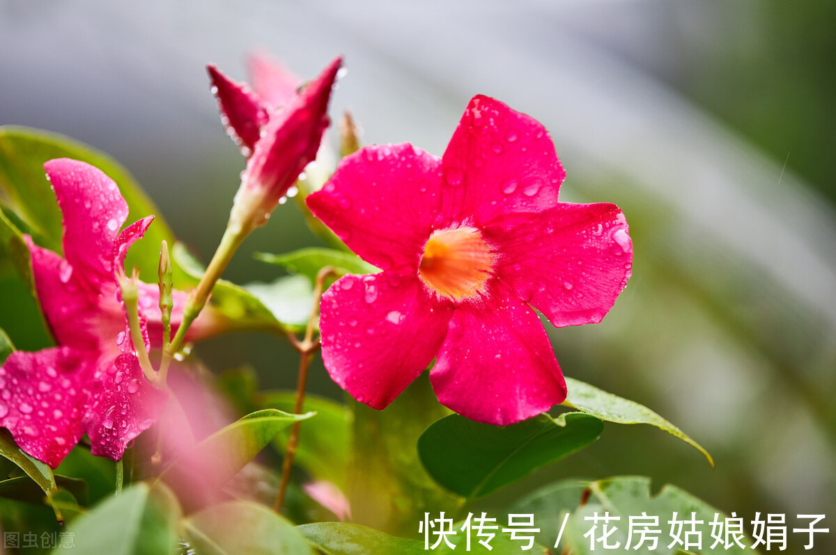 花友们|想要易养好活的花卉?选择这5种,1年开花200天