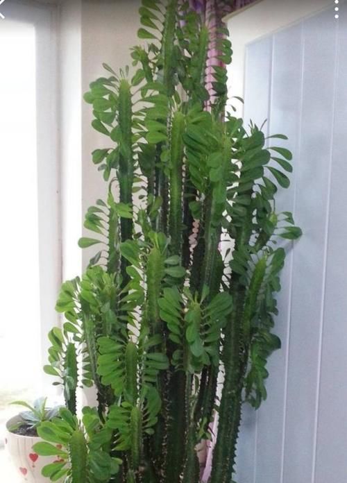 植株|养龙骨花,掌握这几个技巧,植株长得又粗又高,极具观赏价值