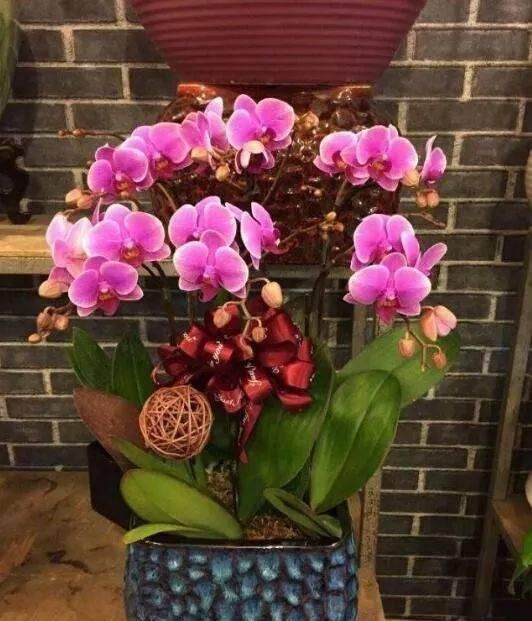  入手|这6种“兰花”，价格便宜好管理，开花如瀑布般美丽，值得入手