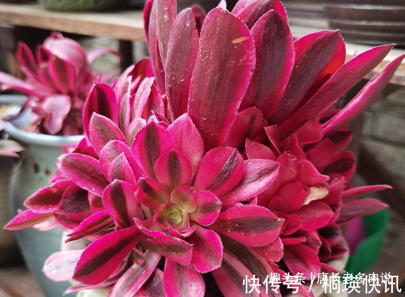 之前冻伤的多肉法师只剩下光杆子,现在给它重新换盆能活过来吗