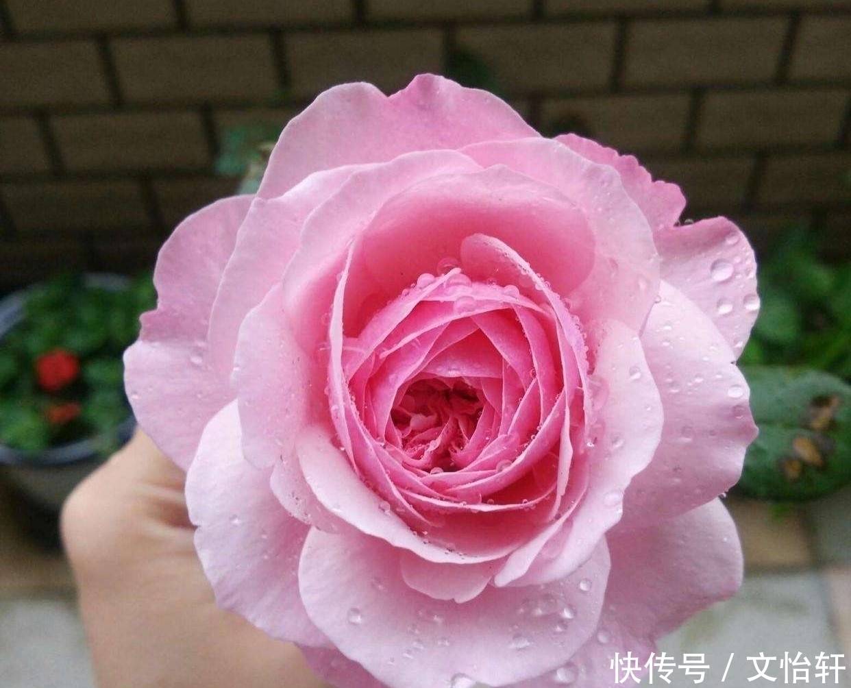 品种|100个月季品种，千姿百态，每个都很漂亮，图名并茂，值得收藏