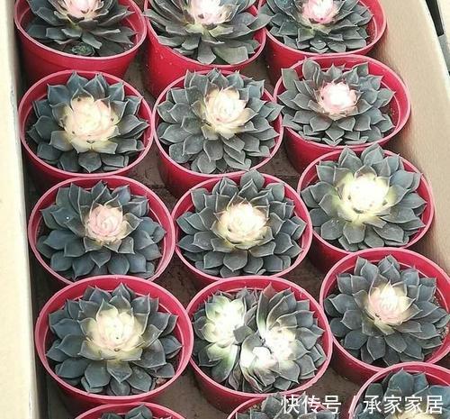 病害|4种进入“黑名单”的多肉,再便宜也不能买,谁买谁后悔!