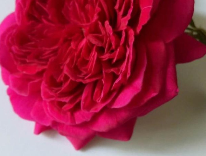 牙签苗纤细瘦弱，怀疑它是否能开花，但却总能给人惊喜