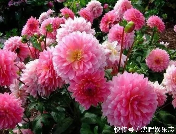 旺运花|4种旺运花，吉祥添富贵，花朵多又艳，直接变成“小花园”！