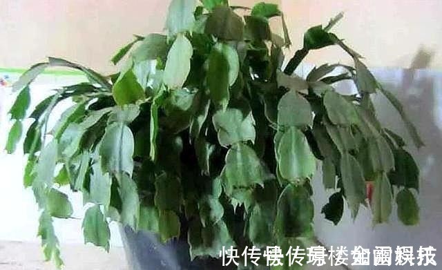 蟹爪兰|蟹爪兰发出这个“信号”,一定不要忽视,是在提醒你