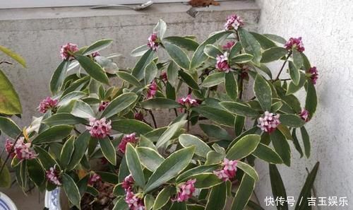 家里不通风、异味大，就养“3种花”，不仅有香味，还净化空气