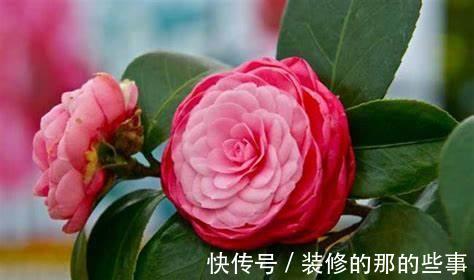 浇水|农历8月7日起，养花试试这几款，好养又漂亮，花朵姿态万千