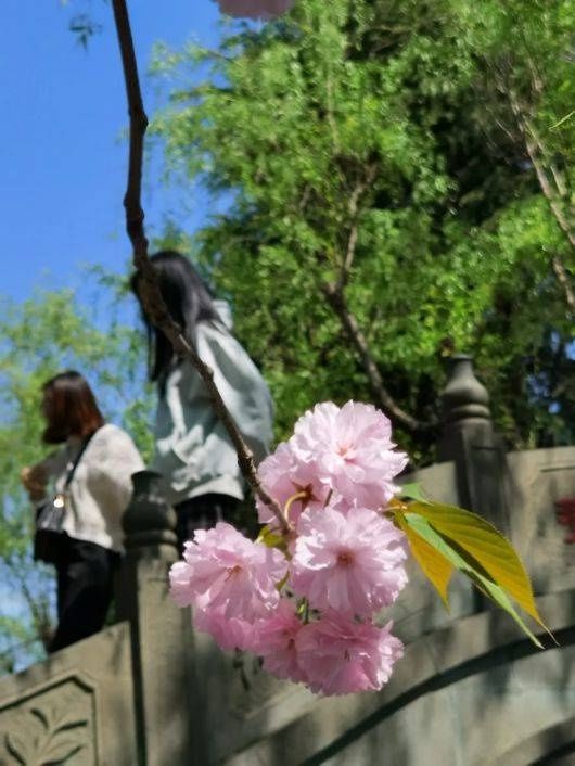 最美春景已至 奉贤进入晚樱最佳观赏期