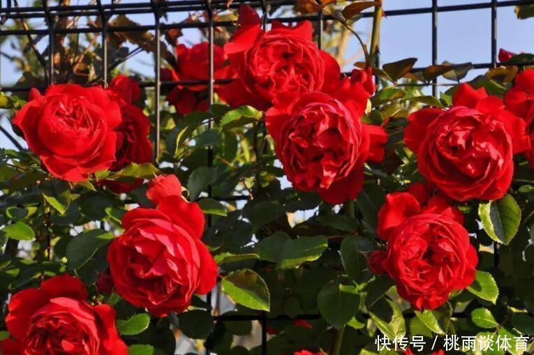 院子交给爱花的婆婆打理，满园花卉，太美了，拍给大家瞧瞧