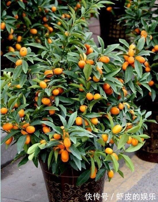 阳台上|很好养的3种小树,阳台露台都可以养,寓意好越养越旺净化空气