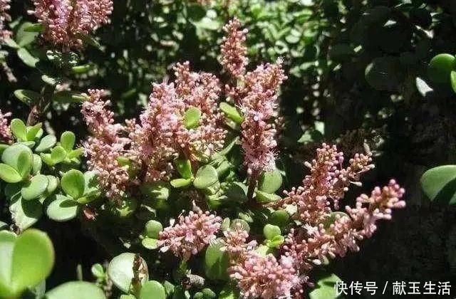 氮钾|金枝玉叶开花了,真花长这样,很多人没见过