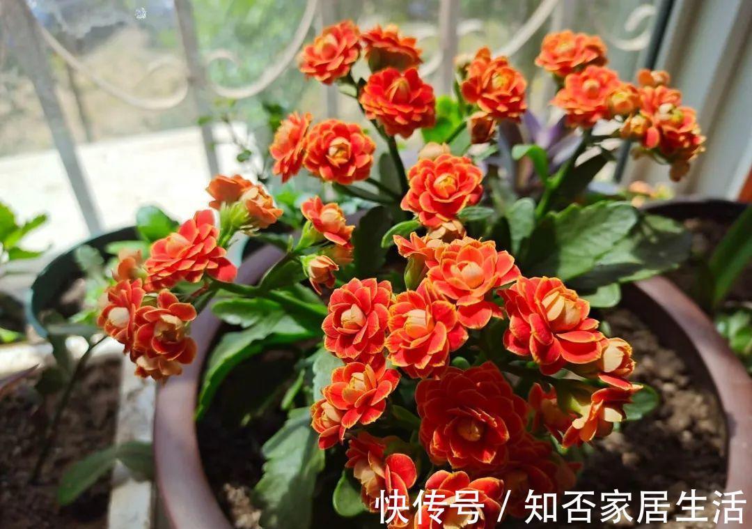 花苞|天热了，20种花最怕浇水，浇得越多，死得越快！