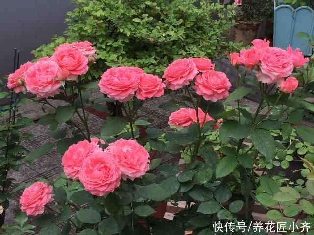 光合作用|月季叶片夏季掉光成“光杆”，不用着急，用这“四招”拯救它