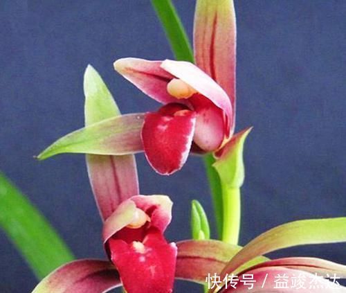 这2款难得一遇的珍品兰花，花色美艳，花型稀少，新手都能养好