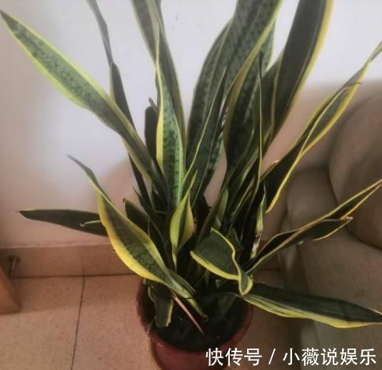 养花不能用大盆,这5种花挤在小盆里,才能长成精品