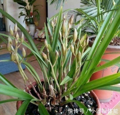 再忙也要养盆它，多瓣奇花自带香气，越冷越爱开，满屋“喷喷香”！