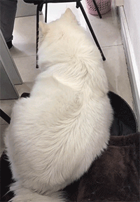 |搞笑GIF:姑娘,你能接受这么大的宝宝吗?