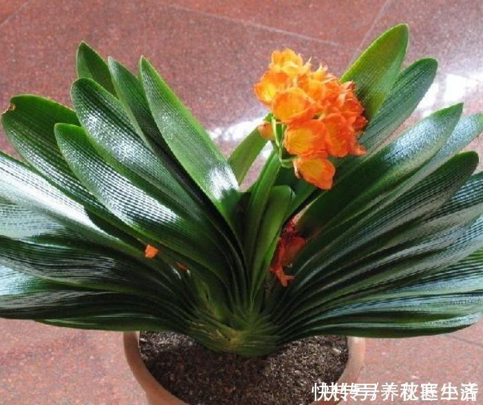 爆盆|阳台养君子兰,四季学会“巧浇水”,叶子绿油油,冬季开爆盆