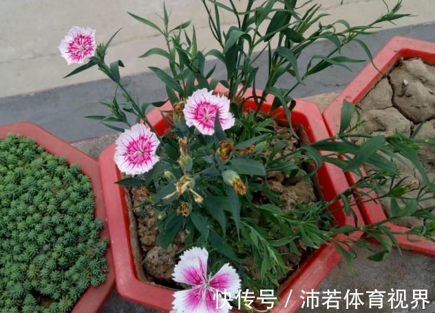 冬天|石竹花、大丽花、仙客来、飘香藤，冬日养殖，砰砰开花