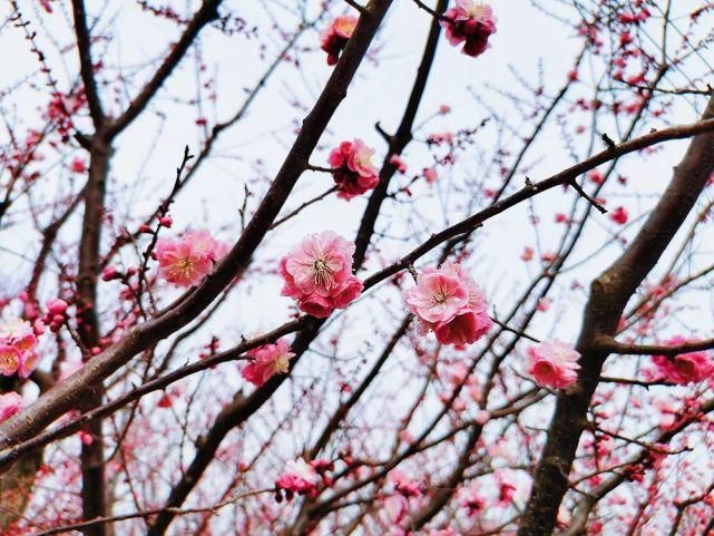 春水初生，春花初绽，春风十里在等你