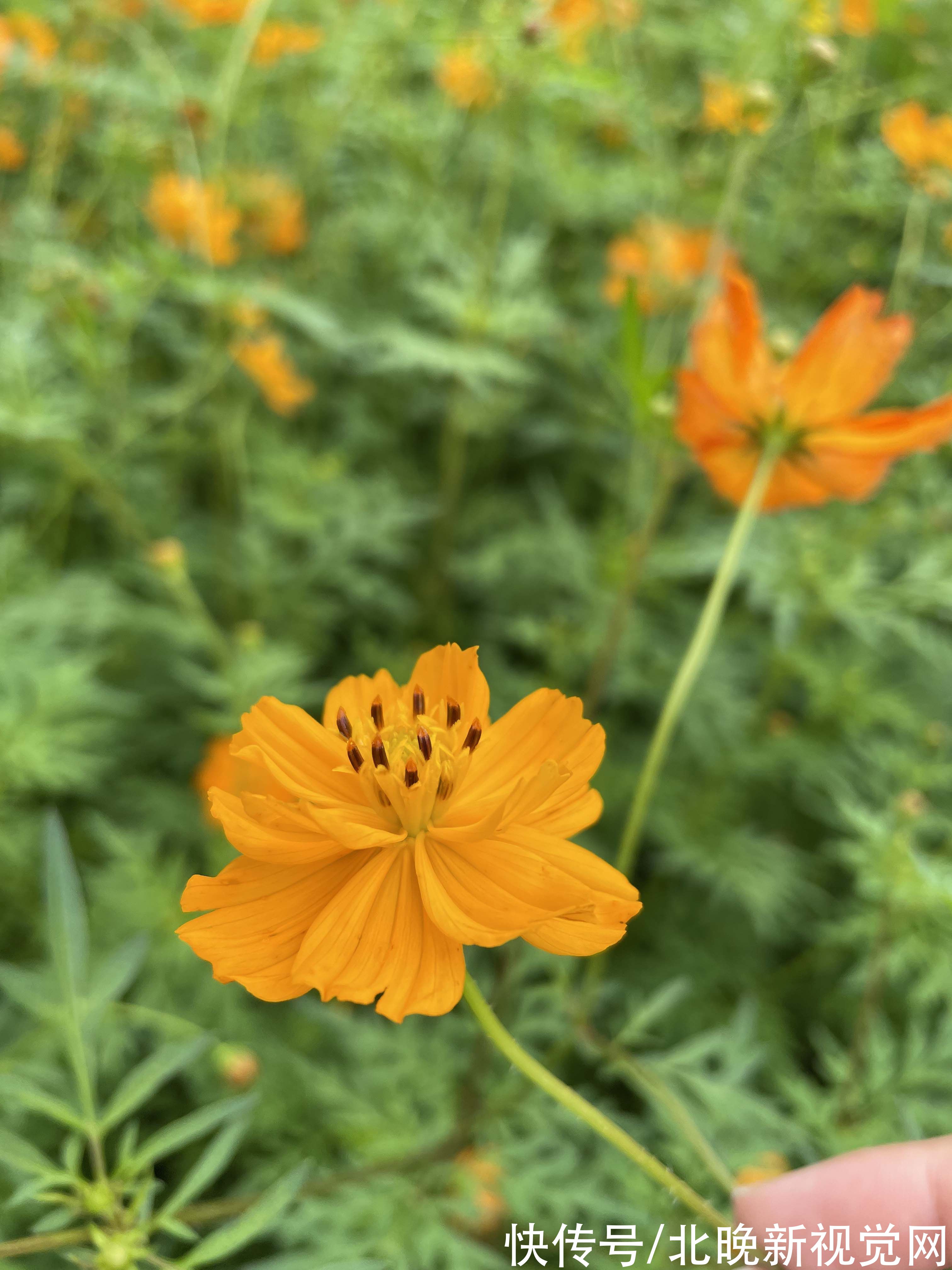 百日草|数万株各色菊花、“心形”图案百日草……北京奥森花海进入盛花期