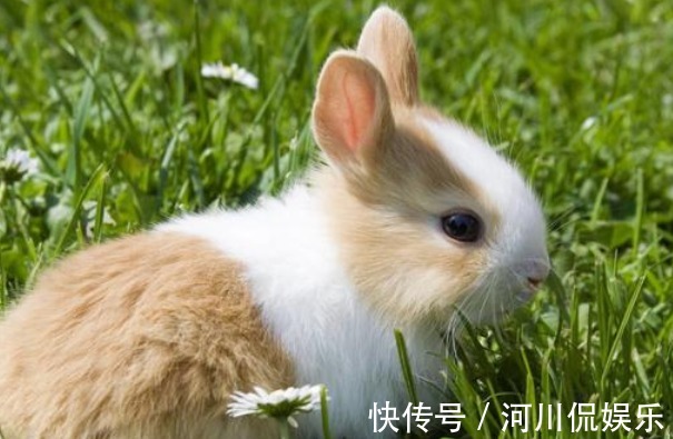 属兔|生肖兔生来就是富贵命尤其是以下4年出生属兔人，更是财运高涨