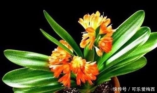 天竺葵|没有花的屋子, 怎么能叫做家呢 这10种花卉养在家里最适合