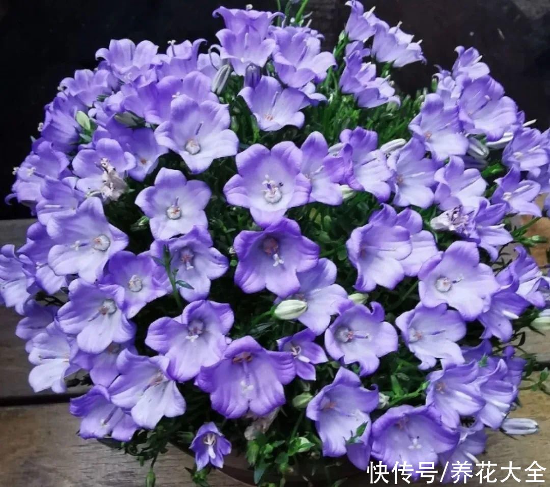 冬天好养的花,皮实不娇气,颜值高上档次,咋养都开花