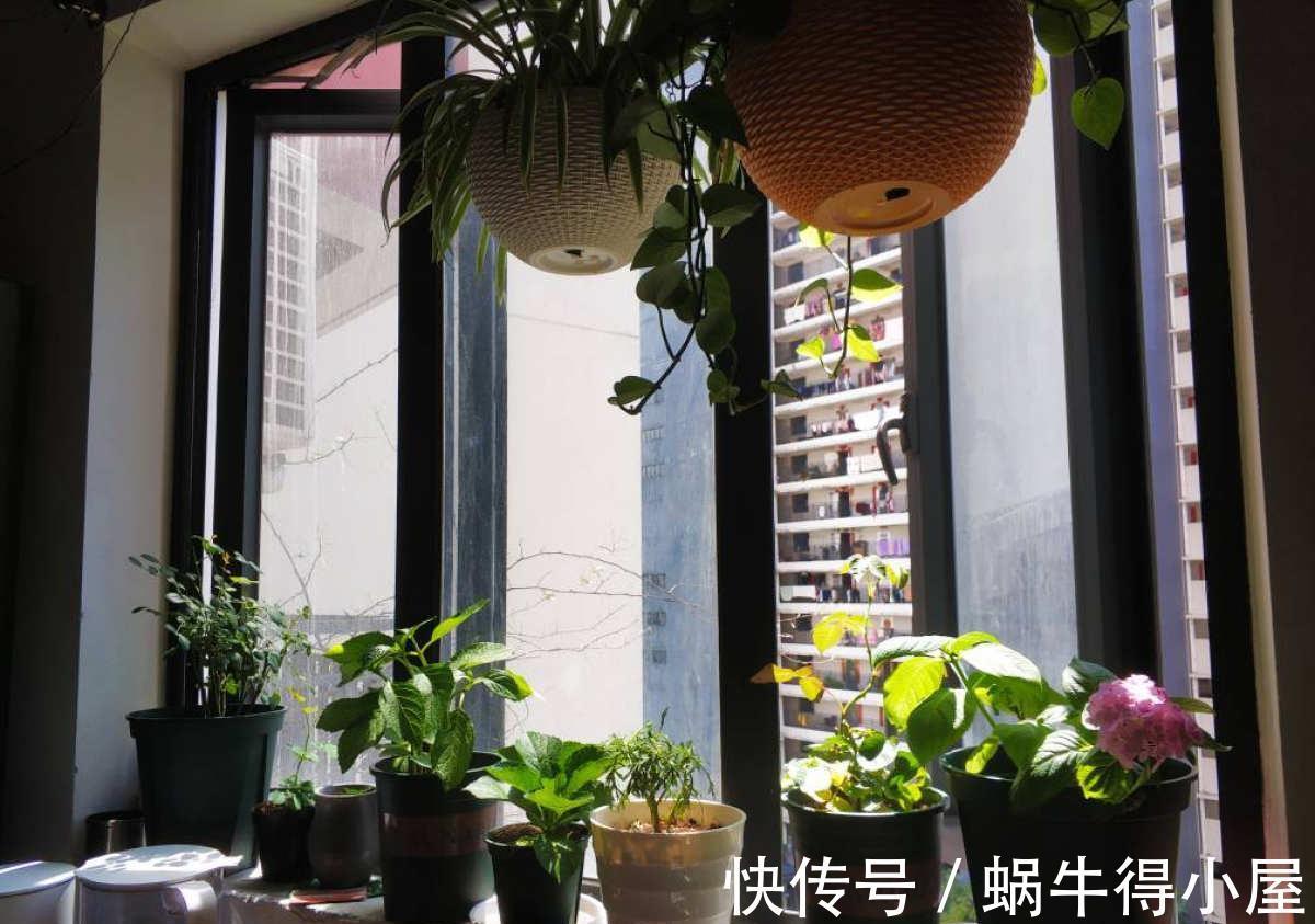 卧室|室内养花不能贪多，养得太多对身体不好，适量最重要