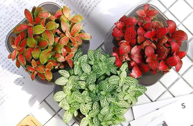 清新|办公桌养几盆网纹草,叶子比花还好看,清新又养眼