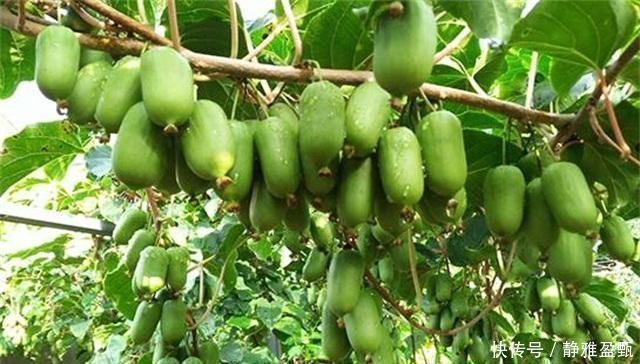 橙子|少养两盆花,院子也要种这种果树,沾土就活,甜味不输橙子