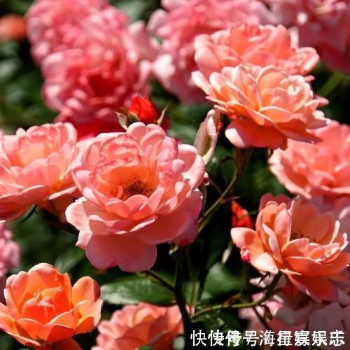 高贵优雅,此花花开缤纷靓丽,似一位高贵靓丽的小姐,妖艳迷人!