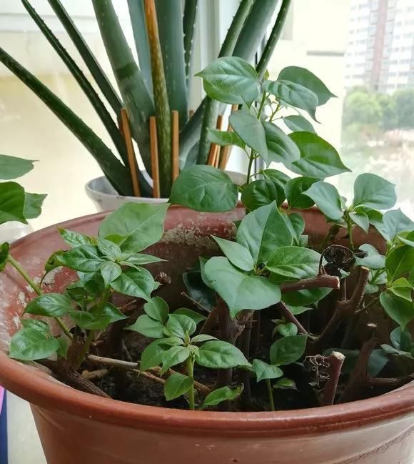 这2种大粗杆插土里,2周能生根,成活后还可以做成盆景造型