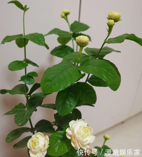 扦插|茉莉花不用花钱买，家里有一盆变出好多盆，全靠这一招