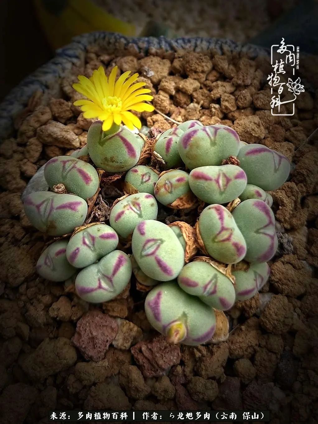 多肉植物|遇见多肉，遇见不一样的你，一养就是10几年！