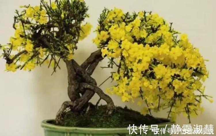 4种花好养又漂亮,花朵大花期长,漂亮又好养,越养越“值钱”