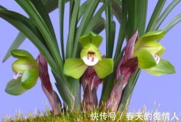 兰花花期浇水做好三件事，兰花花期长，不烂根，不空根！