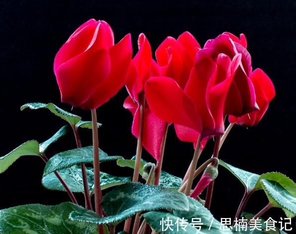 “今年最火年宵花卉”仙客来，寓意美好，喜迎贵客，平安祥瑞