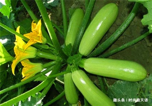 白刺果|女性到了中年,常吃4种食物,排出湿气,清理毒素,瘦出小蛮腰