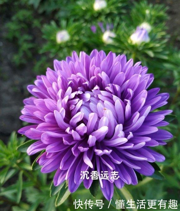 比月季还美的花,开花一大把,秋天正是欣赏季节!