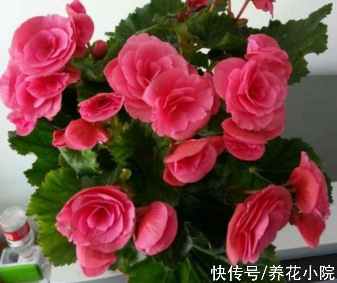 花卉|7种喜阴花，不能放在阳光下直晒，难怪容易出现黄叶枯萎