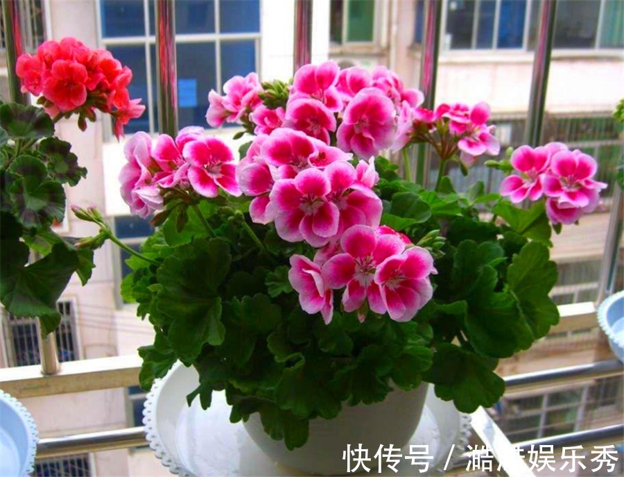 夏难|天竺葵怕热度夏难?现在做好5件事,不黑腐根系壮,下波开爆盆