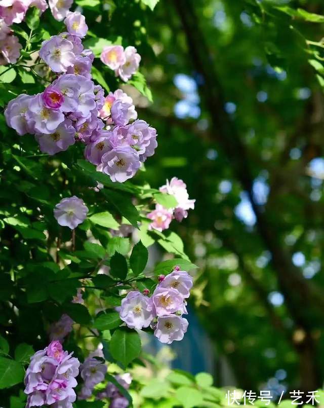 刘燕春#香尘绽放 落花飘零