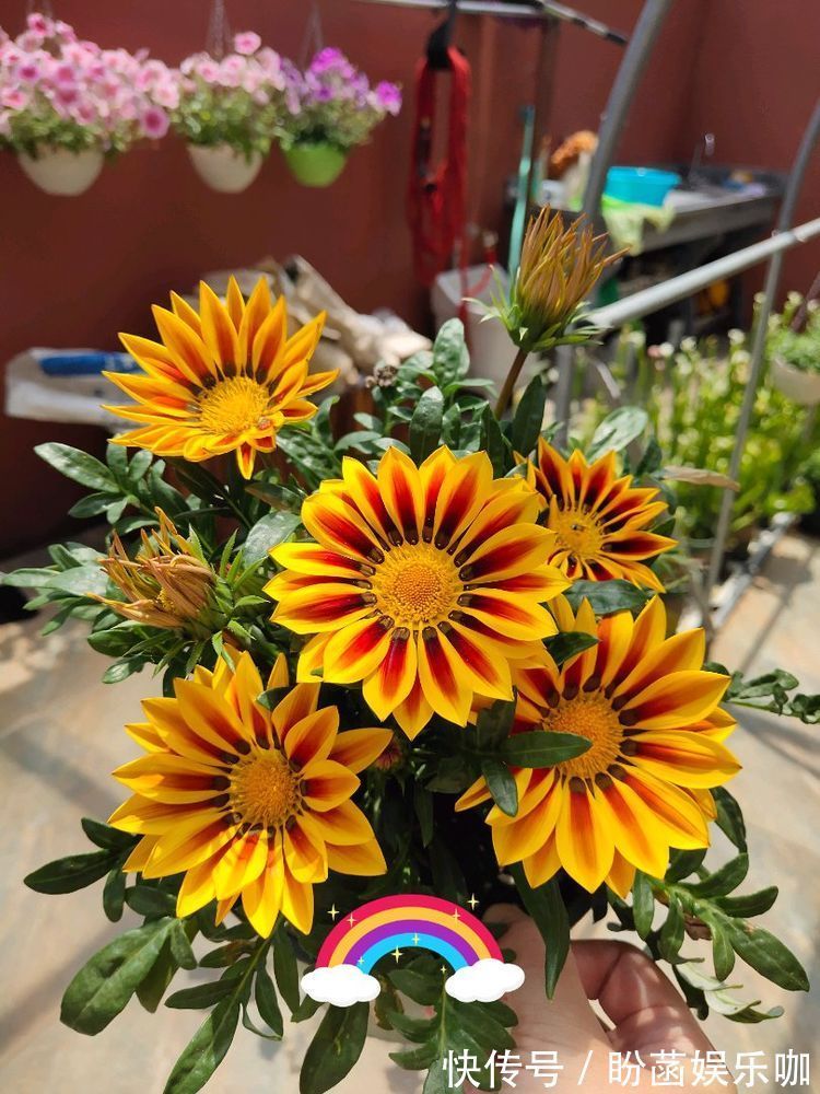 平时养菊花,就养盆“优良名菊”,花开“太白积雪”,洁白如玉!