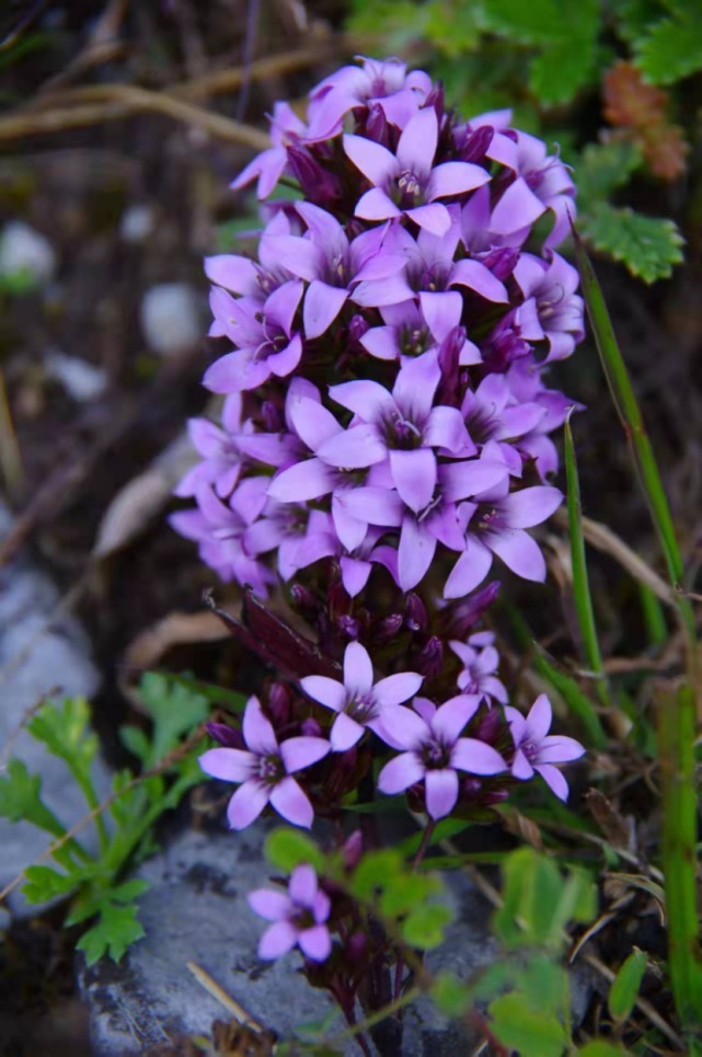 生物|杨向红镜头下的玉龙雪山奇花异草，见证了丽江生物多样性之美